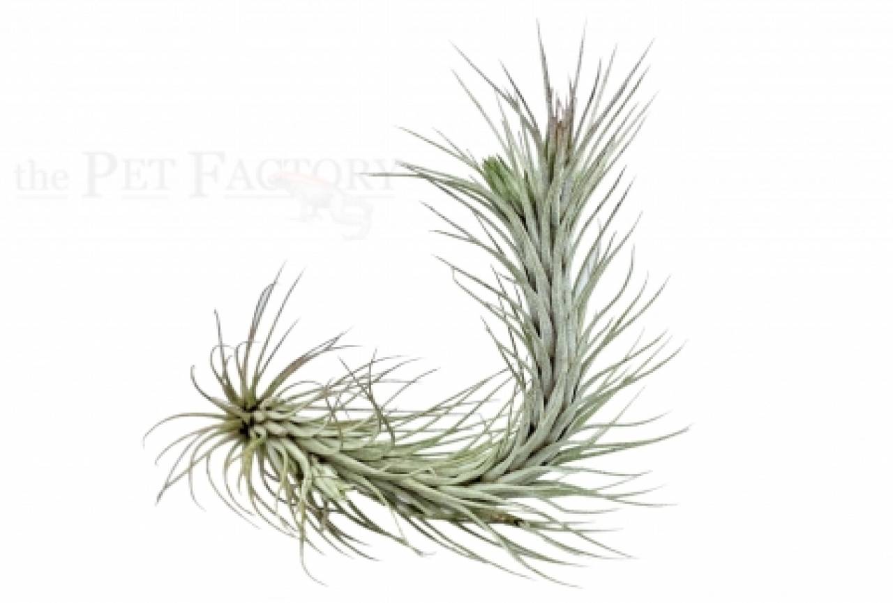 Tillandsia funckiana